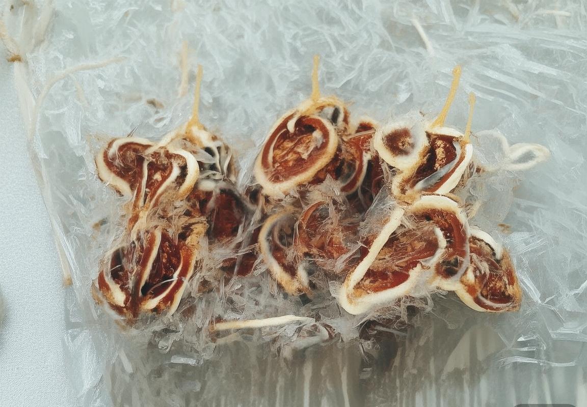 拜仁慕尼黑VS巴黎圣日耳曼：欧冠巅峰对决经典瞬间回顾与未来展望(图1)